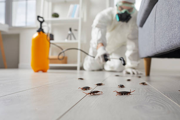 Commercial Rodent Management in Providence